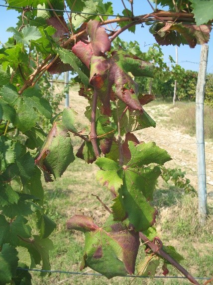 Flavescenza Dorata della Vite - Progetto Pilota Nicese e Val Tiglione - Due incontri a Nizza Monferrato e Canelli
